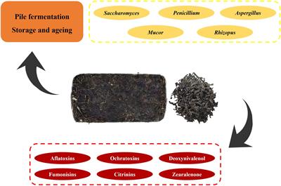 Reviews of fungi and mycotoxins in Chinese dark tea